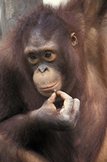 Cute Prints: Orang Utan (Pongo pygmaeus) Young