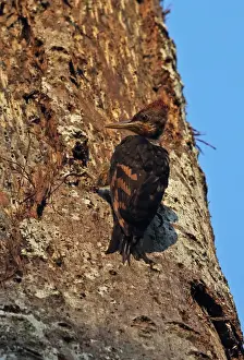 Indochina Prints: Orange-backed Woodpecker (Reinwardtipicus validus xanthopygius) juvenile