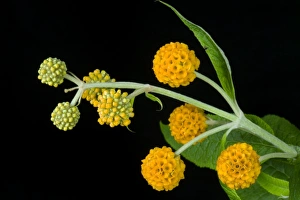 Scrophulariaceae Prints: orange ball buddleja, Buddleja glabosa, large flowering shrub