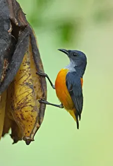 Orange-bellied Flowerpecker (Dicaeum trigonostigma rubropygium) adult male, feeding on over-ripe bananas, Thailand, february