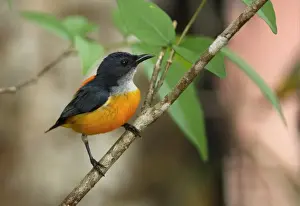 Orange-bellied Flowerpecker (Dicaeum trigonostigma rubropygium) adult male, perched on twig, Thailand, february