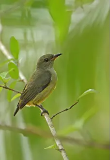 Orange-bellied Flowerpecker (Dicaeum trigonostigma rubropygium) immature, perched on twig, Thailand, february