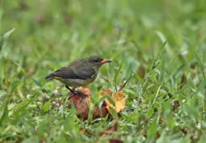 Orange-bellied Flowerpecker (Dicaeum trigonostigma trigonostigma) adult female, feeding on fallen fruit