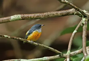 Orange-bellied Flowerpecker (Dicaeum trigonostigma trigonostigma) adult male, perched on twig, Way Kambas N. P