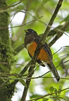Panamanian Prints: Orange-bellied Trogon (Trogon aurantiiventris) adult female