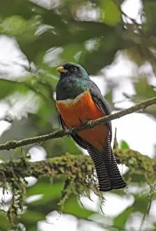 Orange-bellied Trogon (Trogon aurantiiventris) adult male, perched on twig, El Valle, Panama, October