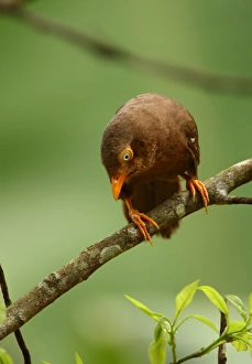Old World Prints: Orange-billed Babbler (Turdoides rufescens) adult