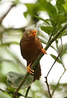 Orange-billed Babbler (Turdoides rufescens) adult, feeding, perched in bush, Kitulgala, Sri Lanka, december