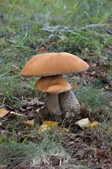 Bolete Prints: Orange Birch Bolete (Leccinum aurantiacum) fruiting bodies