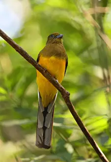 Orange-breasted Trogon (Harpactes oreskios stellae) adult female, perched on branch, Kaeng Krachan N. P. Thailand, february