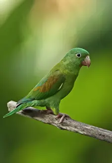 Parakeet Prints: Orange-chinned Parakeet (Brotogeris jugularis jugularis) adult
