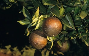 Pests Prints: Orange (Citrus sinensis) fruit, damaged by Citrus Rust Mite (Phyllocoptruta oleivora)