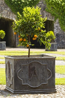 Growth Prints: Orange (Citrus sinensis) habit