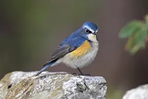 Orange-flanked Bush-robin (Tarsiger cyanurus) adult male, winter migrant, standing on rock, Hong Kong, China, february