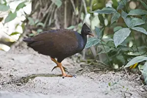 Queens Land Prints: Orange-footed Scrubfowl (Megapodius reinwardt) adult