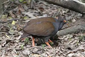 Orange-footed Scrubfowl (Megapodius reinwardt) adult pair, foraging amongst leaf litter on rainforest floor