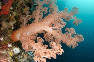 Komodo Prints: Orange Glomerate Tree Coral (Dendronephthya sp)