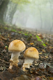 Floor Prints: Orange Grisette (Amanita crocea) fruiting bodies