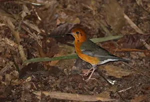 Thrush Prints: Orange-headed Thrush (Zoothera citrina gibsonbilli) adult female