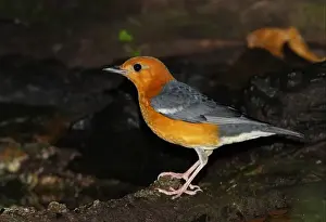 Orange-headed Thrush (Zoothera citrina gibsonbilli) adult male, standing beside forest pool, Kaeng Krachan N. P. Thailand, november