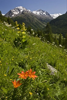 Orange Lily (Lilium bulbiferum), Great Yellow Gentian (Gentiana lutea) and other wildflowers flowering, growing on alpine slope habitat, above Pontresina, Engadin, Swiss Alps, Switzerland, june