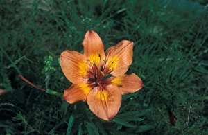 Liliaceae Prints: Orange Lily (Lilium bulbiferum) Switzerland