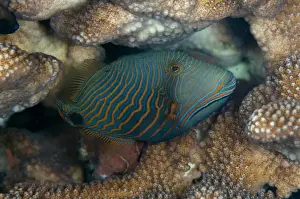 Seraya Prints: Orange-lined Triggerfish (Balistapus undulatus) adult
