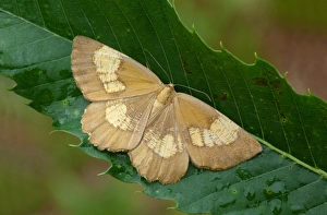 Geometridae Prints: Orange Moth (Angerona prunaria) corylaria form