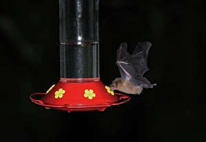 Rainforest Prints: Orange Nectar Bat (Lonchophylla robusta) adult