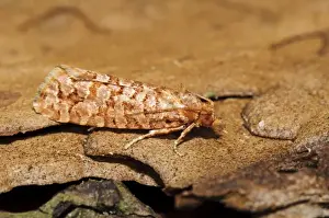 Orange Pine Tortrix (Lozotaeniodes formosanus) adult, resting on pine bark, Thursley Common National Nature Reserve