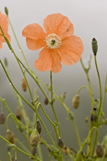 Middle East Prints: Orange Poppy (Papaver fugax) flowering, Cam Pass (Cam Gecidi), Anatolia, Turkey, July
