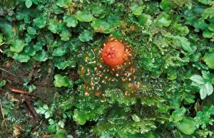Mushroomsfungi Prints: Orange Puffball (Calostoma cinnabarina) Costa Rica