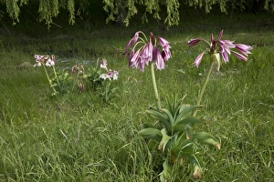 Orange River Lily (Crinum bulbispermum) flowering, growing in wet floodplain grassland, Wakkerstroom, Mpumalanga