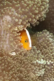 Sheltering Prints: Orange Skunk Anemonefish (Amphiprion sandaracinos) adult