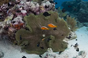 Orange Skunk Anemonefish (Amphiprion sandaracinos) and Threespot Dascyllus (Dascyllus trimaculatus) shoal, swimming beside Magnificent Sea Anemone (Heteractis magnifica), Wetar Island, Barat Daya Islands, Lesser Sunda Islands, Maluku Province