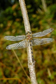 Emerald Prints: Orange-spotted Emerald (Oxygastra curtisii) adult, resting on twig, Italy, june