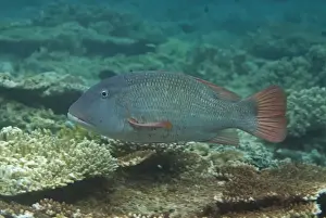 Sipadan Prints: Orange-spotted Emperor (Lethrinus erythracanthus) adult