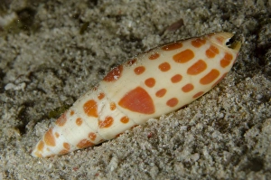 Komodo Prints: Orange-spotted Mitre (Mitra mitra) adult