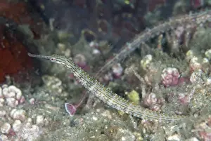 Syngnathidae Prints: Orange-spotted Pipefish (Corythoichthys ocellatus) adult