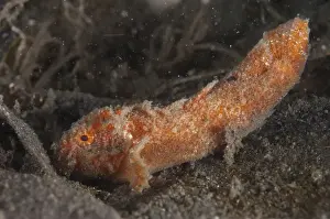 Muck Prints: Orange Sulu Velvetfish (Paraploactis obbesi) adult
