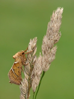 Swifts Prints: Orange Swift Moth (Hepialus sylvina) adult male