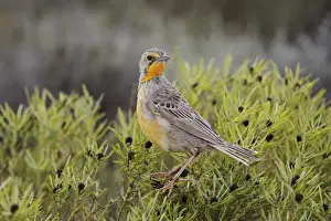 Song Bird Prints: Orange-throated Longclaw (Macronyx capensis) adult female