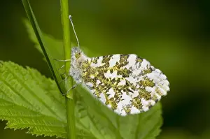 Butterfly Prints: Orange-tip Butterfly (Anthocharis cardamines) adult female