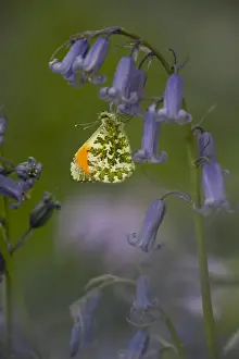 Orange-tip Butterfly (Anthocharis cardamines) adult male, resting on Bluebell (Endymion non-scriptus)