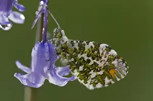 Orange-tip Butterfly (Anthocharis cardamines) adult male, resting on garden bluebell flower after overnight dew
