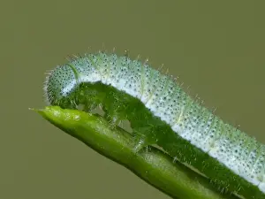 Orange-tip Butterfly (Anthocharis cardamines) caterpillar, feeding on Garlic Mustard (Alliaria petiolata)