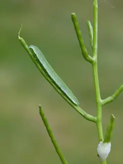 Orange-tip Butterfly (Anthocharis cardamines) caterpillar, feeding on Garlic Mustard (Alliaria petiolata)