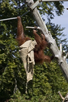 Sack Prints: Orangutan at Durrell Wildlife Conservation Trust, Jersey, plays with old sack