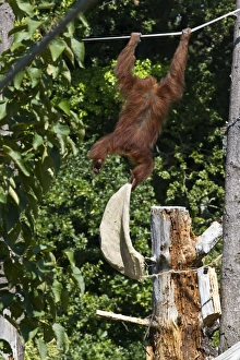Orangutan at Durrell Wildlife Conservation Trust, Jersey, plays with old sack