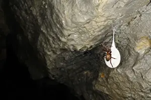 Orb-weaver Cave Spider (Meta bourneti) adult female, on cocoon in cave, Italy, july